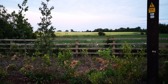 Rapeseed Field in Ashbourne, Co. Meath
